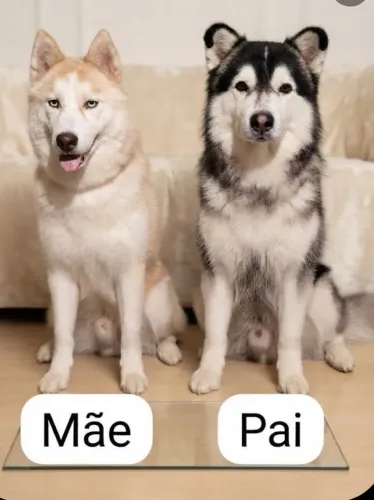 Cachorros de raça , Husky siberiano.