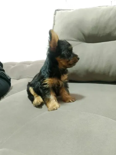 Lindos yorkshire terrier a venda. Não perca a oportunidade de presentear alguém especial.