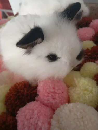 Lindos mini coelhos fuzzi lop para reserva
