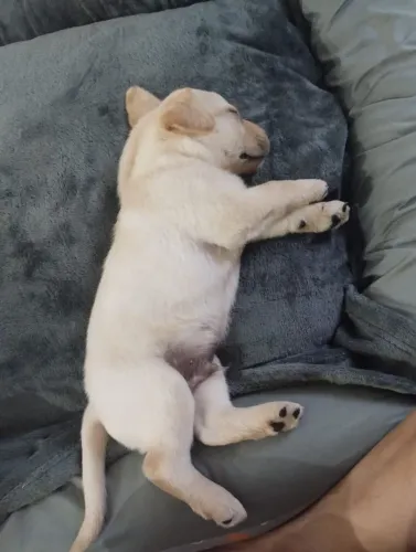 Cachorro labrador