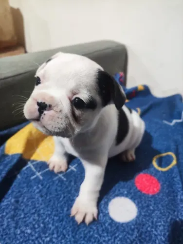 Bulldog francês baixinho e troncudo