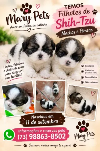 Lindos filhotes de Shitzu