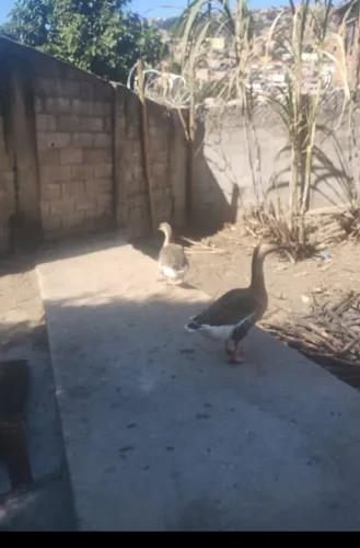 Ganso chinês casal