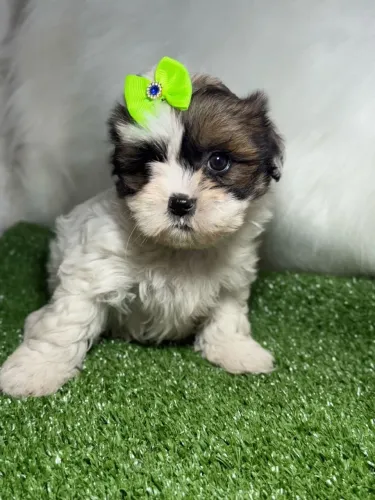 Lhasa apso femea a sua disposicao 