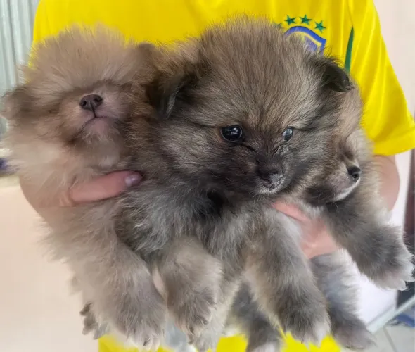 Filhote de Lulu da Pomerania 
