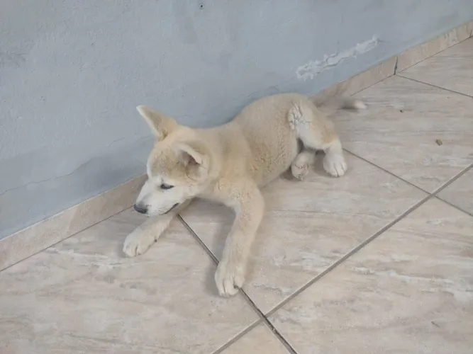Filhote da Raça Akita