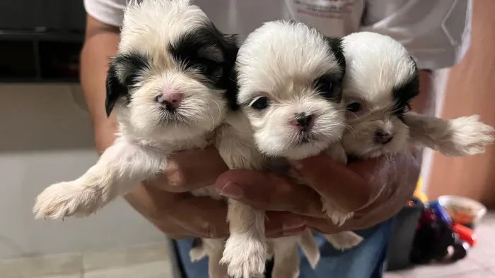 Filhotes Shih Tzu 