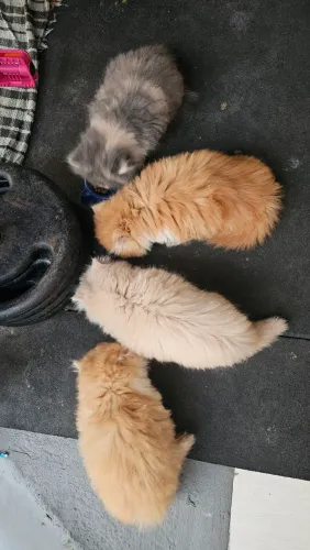 gatos persa