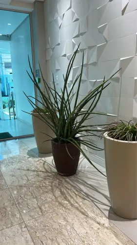 Planta com vaso decorativo 