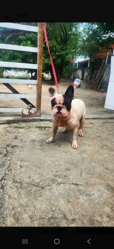 Buldogue francês macho para cruza
