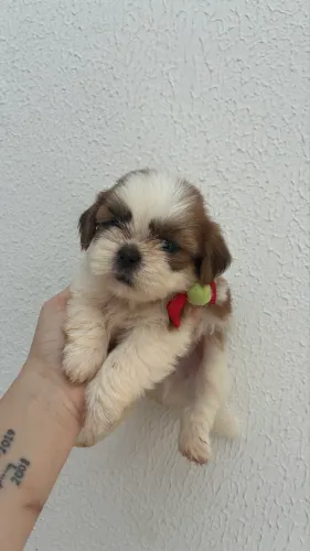 Filhote de shih tzu MACHO