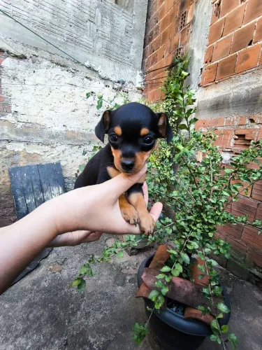Filhote pinscher