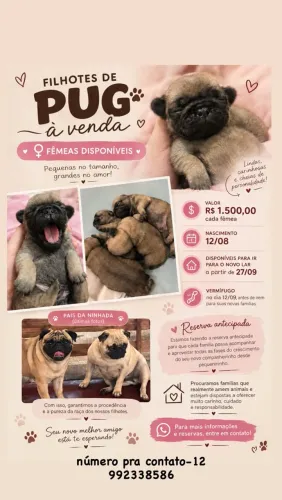 Filhote Pug Fêmea