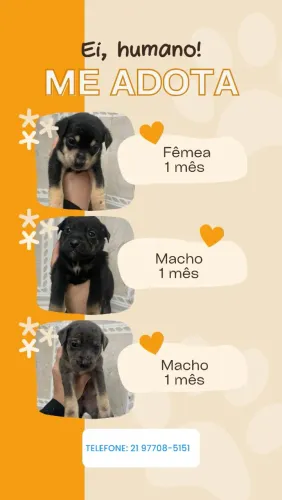 Adoção de filhotes de cachorro.