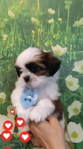 Shihtzu filhotes
