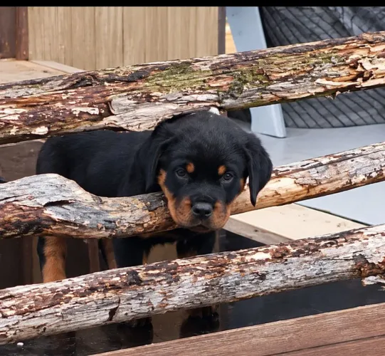 Fêmea disponível rottweiler 