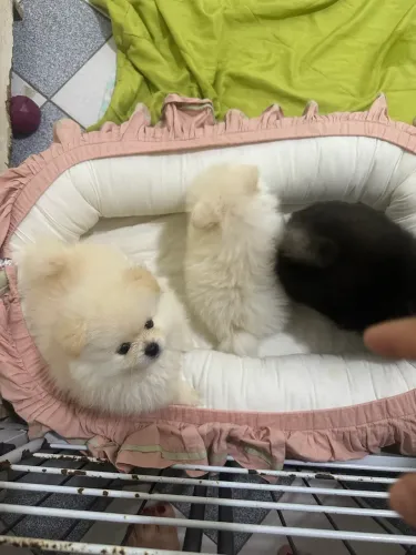 Spitz alemão ,umas fofurinhas 