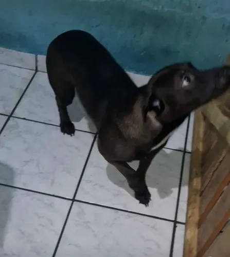 Cachorro