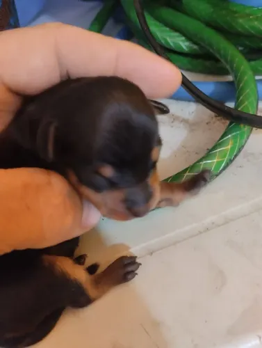 Pinscher  macho