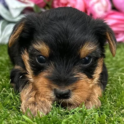 Yorkshire Terrier | O seu novo membro da família está te esperando