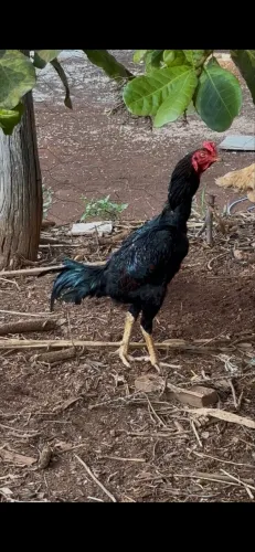 Galo Indio