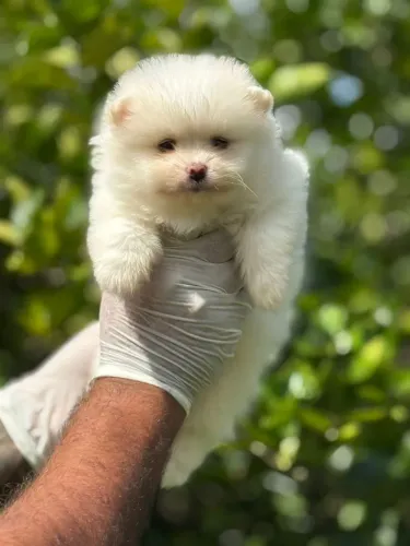 Spitz Alemão Machos- Quer um? Me chama no WhatsApp agora