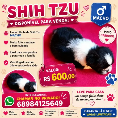 Vendendo lindo cachorro 