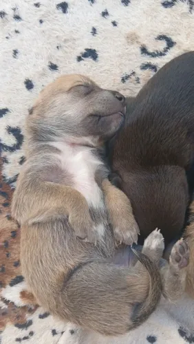 Doação de cachorro 