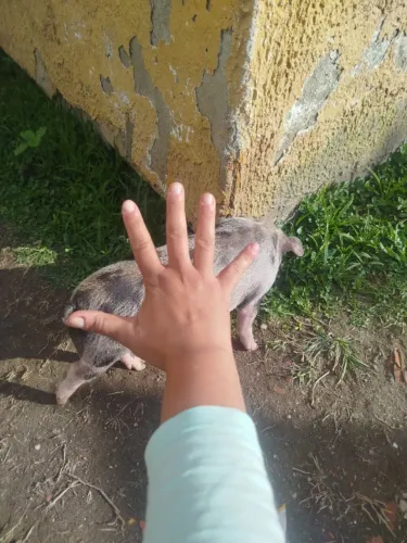 Mini porco 