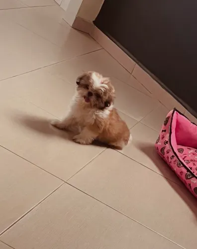 Filhote shitzu fêmea raça pura