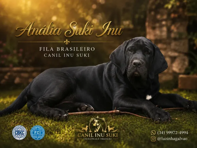 Filhotes de Fila Brasileiro com pedigree CBKC FCI
