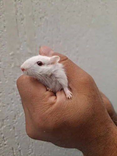 Esquilo da Mongólia Gerbil REW PROMOÇÃO