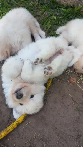 CACHORRO 