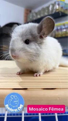 Chinchilas Várias Cores (Roedores CWB) 