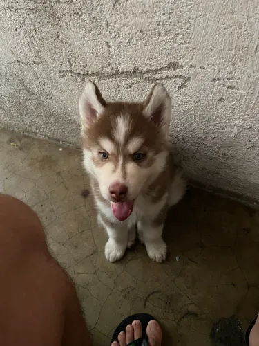 Husk Siberiano