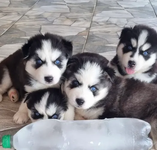 Seu pet Husky siberiano