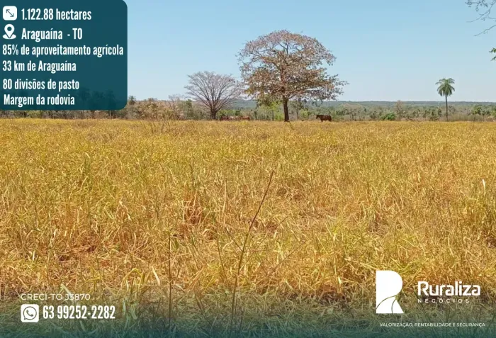 232 ALQUEIRES | 968 HA EM PASTAGENS | 80 DIVISÕES DE PASTO