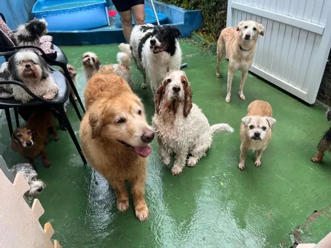 Hotel e creche para cachorros e pet sitter 