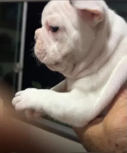 Buldog macho .
