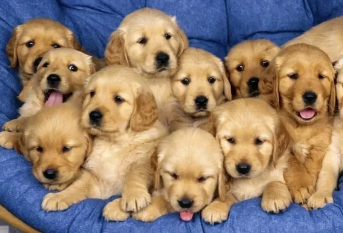 Vende se ninhada de Golden 3 fêmea 4 macho