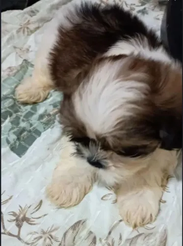 Cachorro shitzu