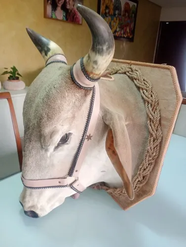 Cabeça de boi empalhada 