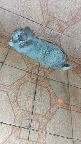 Doação Coelhinho