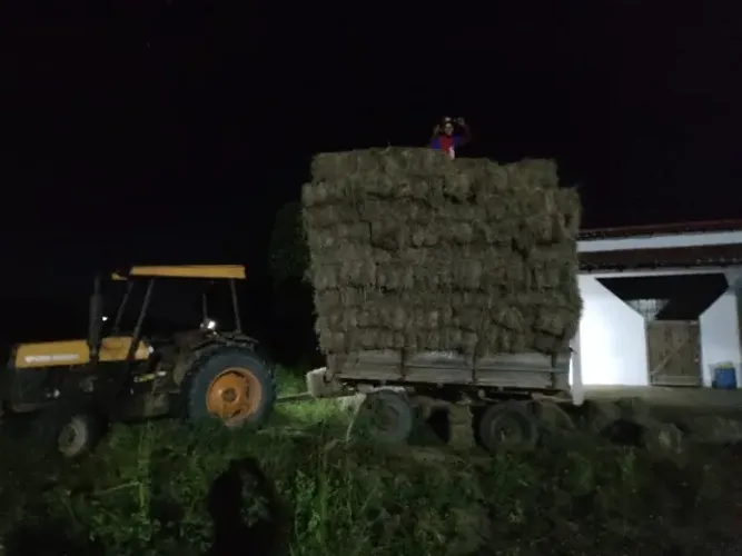 Fardos de Feno alta qualidade
