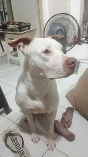 Pit Bull red museu para cobertura