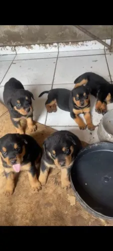 Filhote rottwailer 