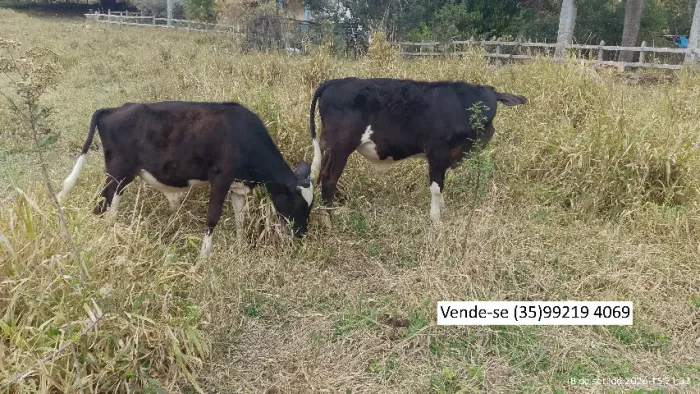 Vende-se dois bezerros