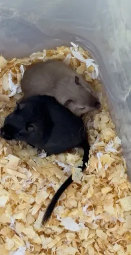 GERBIL CASAL