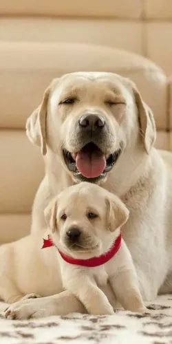 Labrador Retriever lindos filhotes