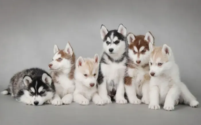 Huskie Siberiano 1 MIL 9 9839 I346